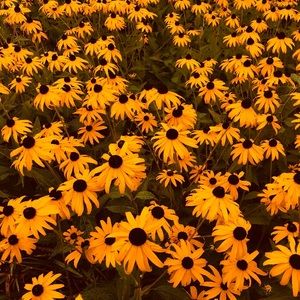 Meet your Posher, Jack